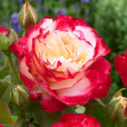 Роза чайно-гибридная Дабл Делайт (Double Delight) рисунок 1 артикул 2115