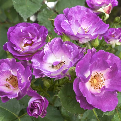 Троянда флорібунда Блю фо Ю (Blue for You) зображення 1 артикул 2190