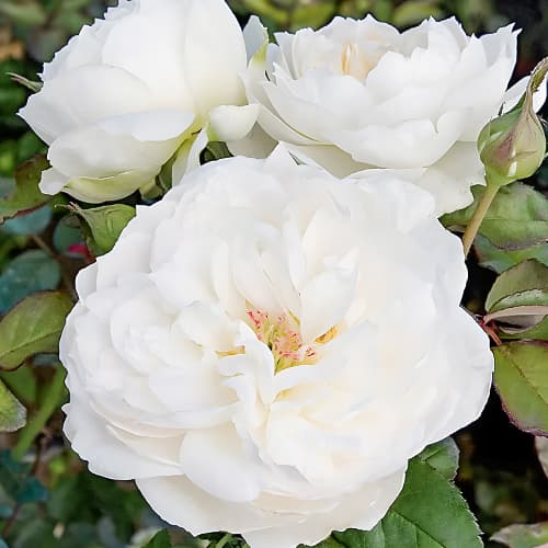 Роза флорибунда Болеро (Bolero) рисунок 1 артикул 2191