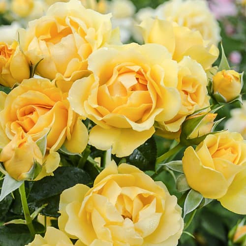 Троянда флорібунда Джулія Чайлд (Julia Child) артикул фото 1 Троянда флорібунда Джулія Чайлд (Julia Child) зображення 1 артикул 2192