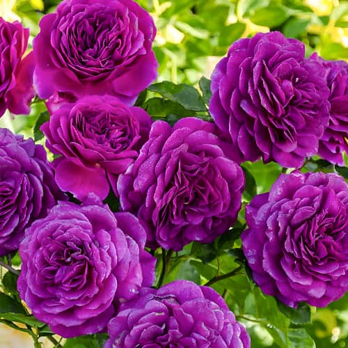 Троянда флорібунда Ебб Тайд (Ebb Tide) зображення 1 артикул 2204