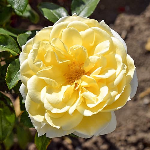 Роза флорибунда Фрезия (Friesia) рисунок 1 артикул 2202