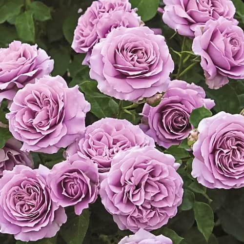 Троянда флорібунда Лав Сонг (Love Song) зображення 1 артикул 2193