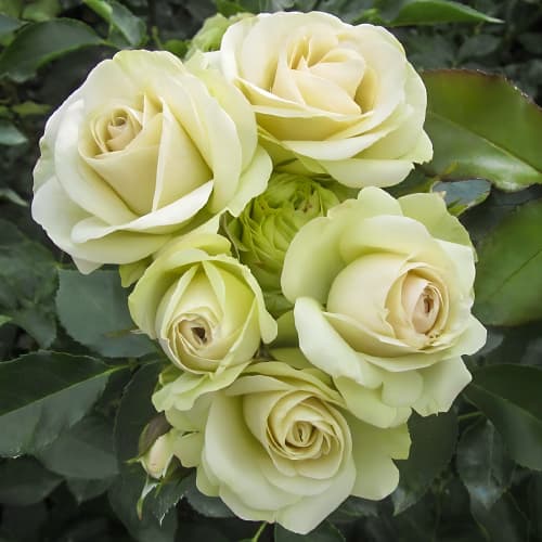 Троянда флорібунда Лавлі Грін (Lovely Green) зображення 1 артикул 2194