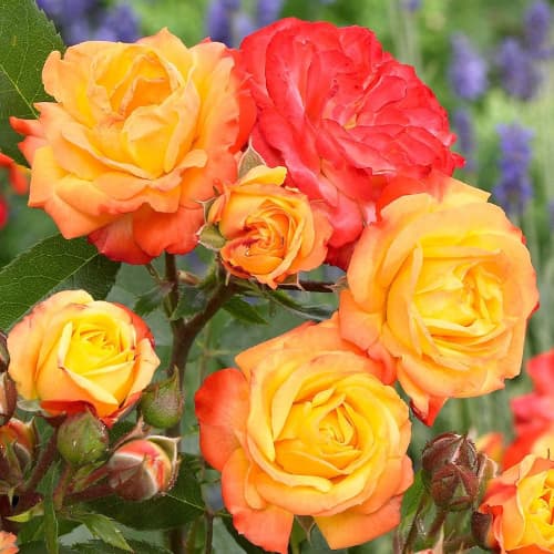 Троянда флорібунда Маскарад (Masquerade) зображення 1 артикул 2195