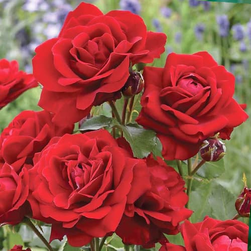 Роза флорибунда Нина Вейбул (Nina Weibull) рисунок 1 артикул 2196