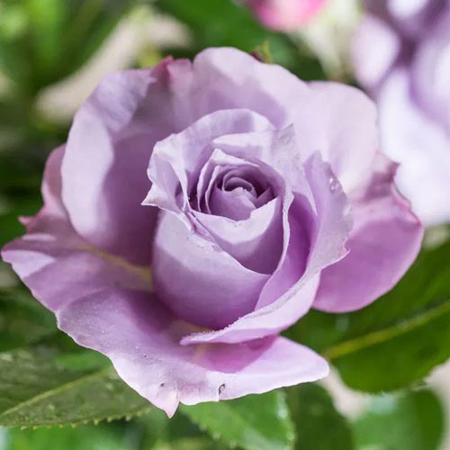 Троянда чайно-гібридна Новаліс (Novalis) зображення 1 артикул 2127