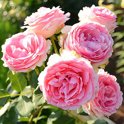 Роза парковая Ферст Леди рисунок 1 артикул 3556