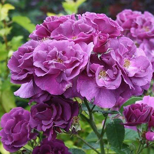 Роза парковая Рапсодия ин Блю рисунок 1 артикул 3549