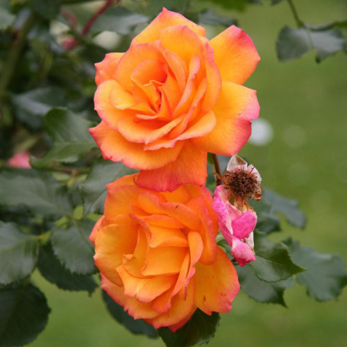 Роза парковая Сахара рисунок 1 артикул 3552