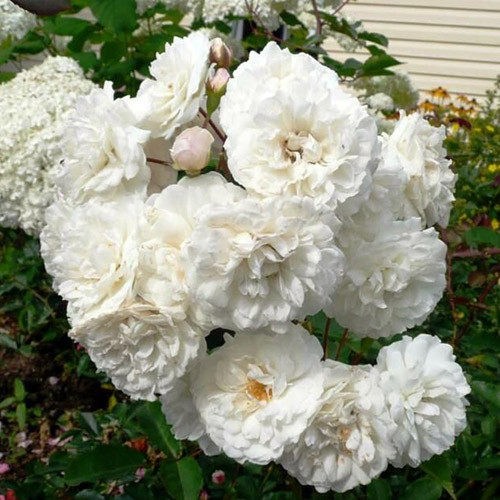 Роза парковая Сноу Баллет рисунок 1 артикул 3554