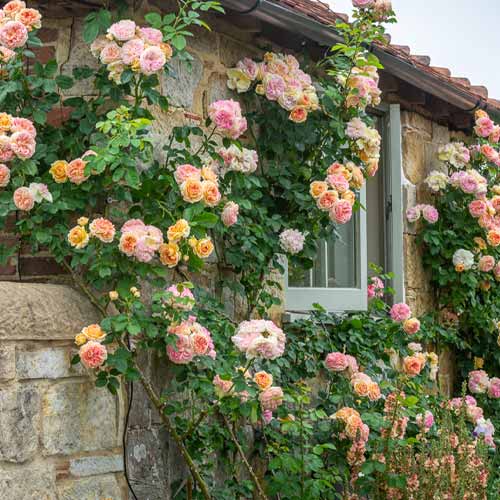 Роза плетистая Алхимист (Alchymist) рисунок 1 артикул 2150