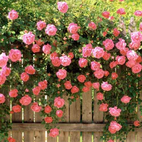 Троянда плетиста Амаретто зображення 1 артикул 2152