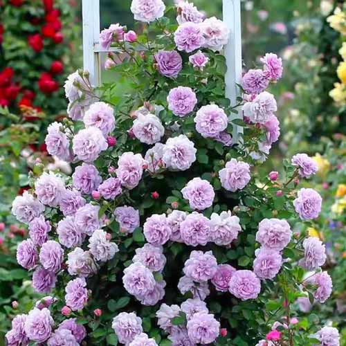 Роза плетистая Блю Мун (Blue Moon) рисунок 1 артикул 2153