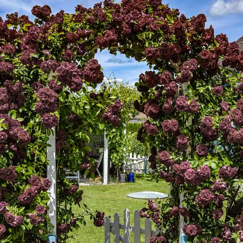 Троянда плетиста Чорний принц (Black Prince) зображення 1 артикул 2184