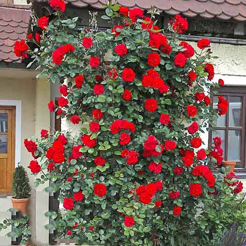 Роза плетистая Девичьи грезы рисунок 1 артикул 2160