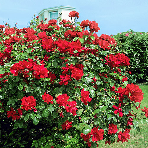 Роза плетистая Дон Жуан рисунок 1 артикул 3518