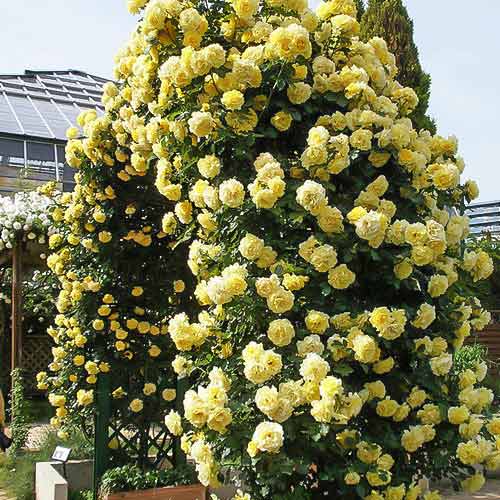 Троянда плетиста Голден Ковер (Golden Cover) артикул фото 1 Троянда плетиста Голден Ковер (Golden Cover) зображення 1 артикул 2156