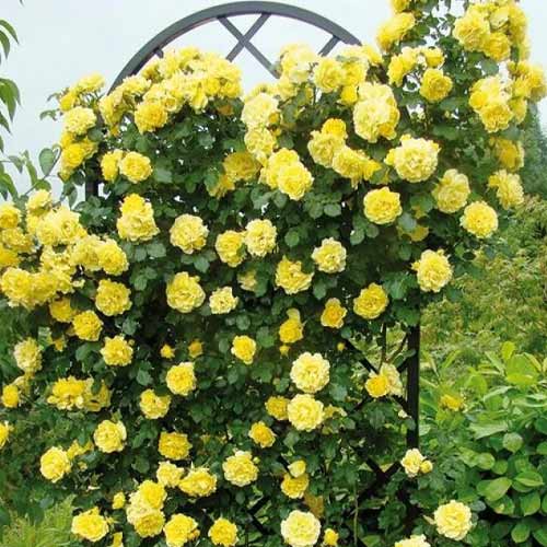 Роза плетистая Голден Шауэрс (Golden Showers) рисунок 1 артикул 2157