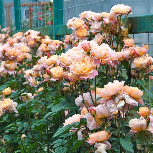 Роза плетистая Импрессионист (The Impressionist) артикул фото 1 Роза плетистая Импрессионист (The Impressionist) рисунок 1 артикул 2163