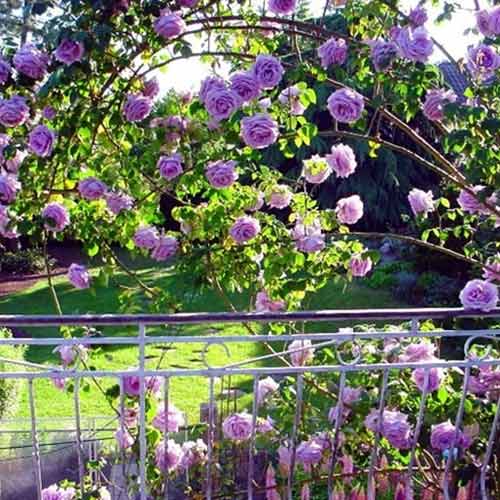 Роза плетистая Индиголетта (Indigoletta) рисунок 1 артикул 2164