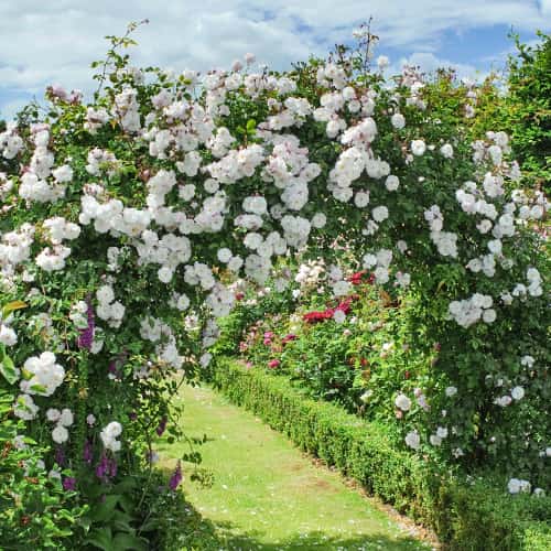 Троянда плетиста Мон Блан (Mont Blanc) артикул фото 1 Троянда плетиста Мон Блан (Mont Blanc) зображення 1 артикул 2170