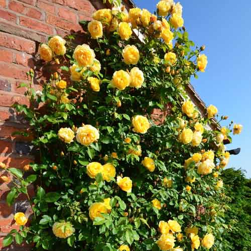 Роза плетистая ярко-желтая артикул фото 1 Роза плетистая ярко-желтая рисунок 1 артикул 2165