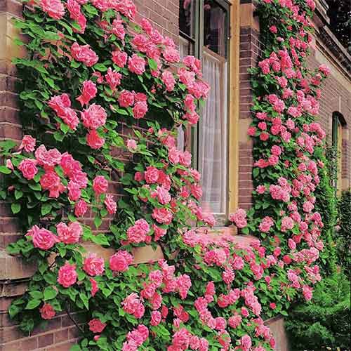 Троянда плетиста Корал Доун зображення 1 артикул 2166