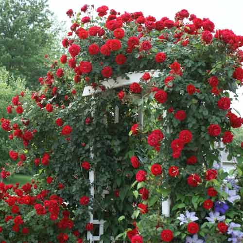 Троянда плетиста Мушимара зображення 1 артикул 2171