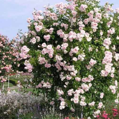 Троянда плетиста Нью Доун зображення 1 артикул 2172