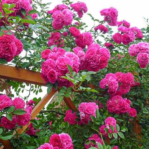 Троянда плетиста Пінк Мушимара зображення 1 артикул 2174