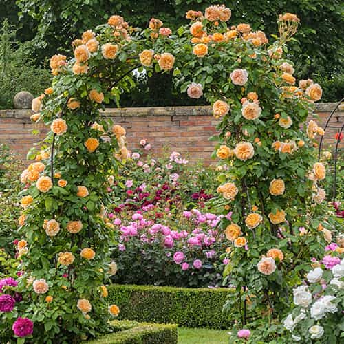 Роза плетистая Полька (Polka) рисунок 1 артикул 2177