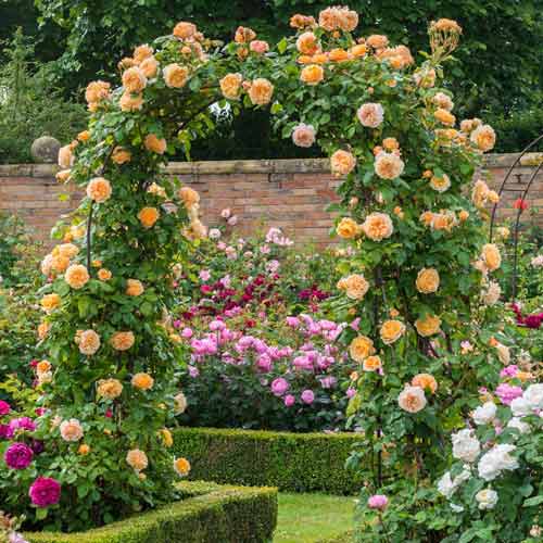 Роза плетистая Принцесса Маргарет артикул фото 1 Роза плетистая Принцесса Маргарет рисунок 1 артикул 2178