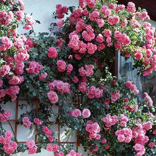 Троянда плетиста Рожева перлина зображення 1 артикул 2181