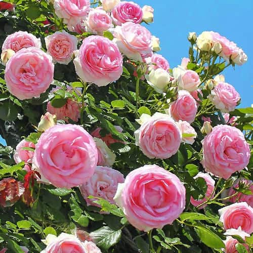 Роза плетистая Розовая крупная (Big Pink) артикул фото 1 Роза плетистая Розовая крупная (Big Pink) рисунок 1 артикул 2182