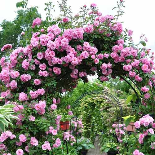 Роза плетистая Си-Си рисунок 1 артикул 3521