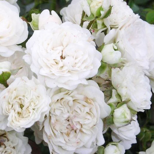 Роза почвопокровная Дварф Вайт рисунок 1 артикул 3561