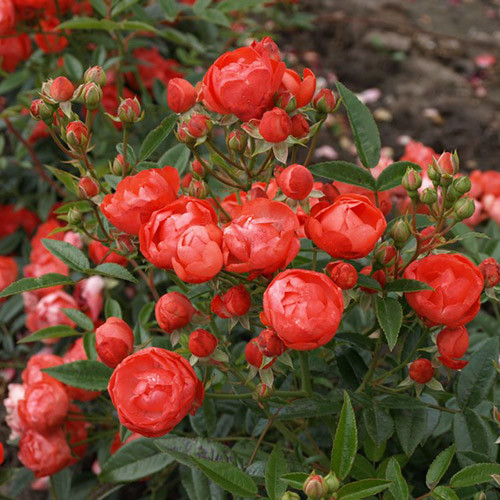 Роза почвопокровная Миниатюр Оранж рисунок 1 артикул 3563