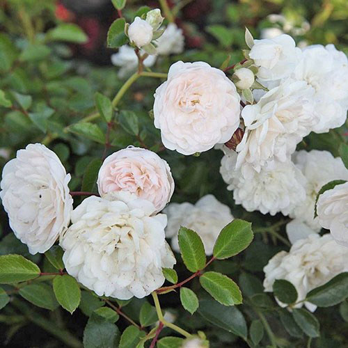 Роза почвопокровная Сиа Фом рисунок 1 артикул 3566