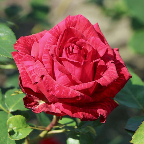 Роза чайно-гибридная Ред Интуишн (Red Intuition) рисунок 1 артикул 2134