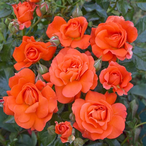 Роза спрей Алегрия рисунок 1 артикул 2229