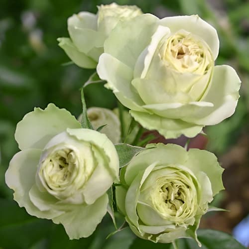 Роза спрей Грин Глоу (Green Glow) рисунок 1 артикул 2232