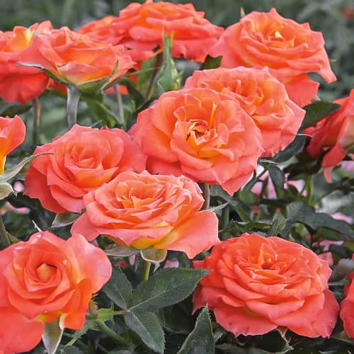 Роза спрей Мандарин (Mandarin) рисунок 1 артикул 2235