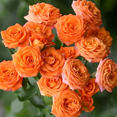 Троянда спрей Оранж Бейбі (Orange Baby) зображення 1 артикул 2236