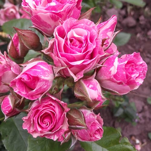 Троянда спрей Пінк Флеш (Pink Flash) зображення 1 артикул 2237