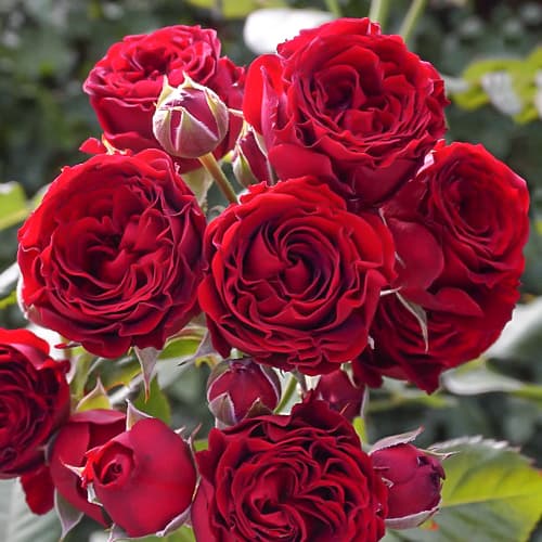 Роза спрей Ред Сенсейшн (Red Sensation) рисунок 1 артикул 2239