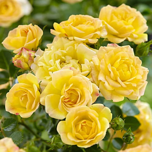 Роза спрей Сан Сити (Sun City) рисунок 1 артикул 2240