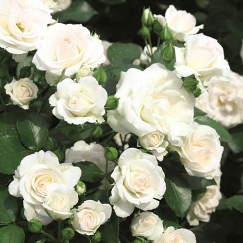 Роза спрей Сноу Дэнс рисунок 1 артикул 2241