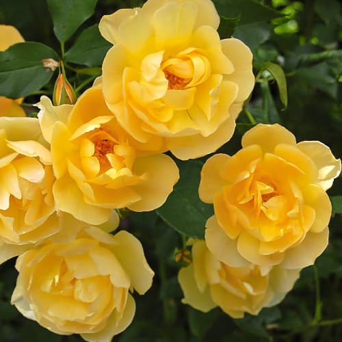 Роза спрей Йеллоу Стар (Yellow Star) артикул фото 1 Роза спрей Йеллоу Стар (Yellow Star) рисунок 1 артикул 2233