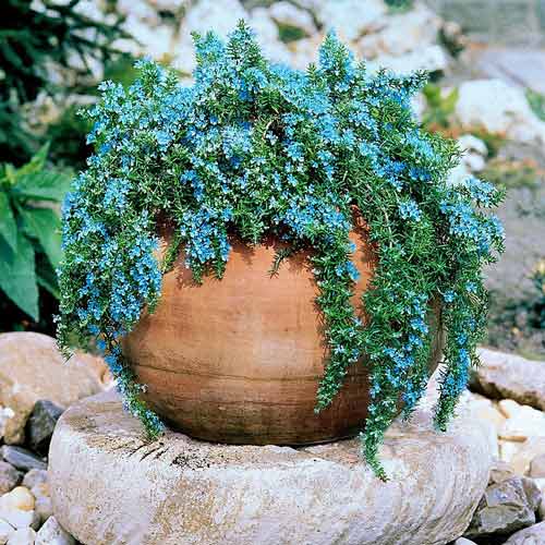 Розмарин лікарський Корсикана Блю зображення 1 артикул 68754